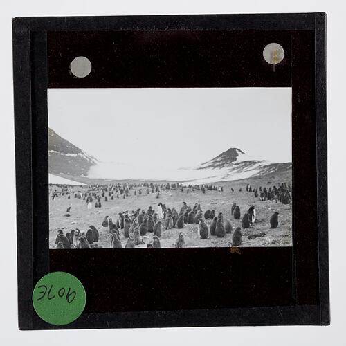 Lantern Slide - Colony of Penguins, Cape Crozier, Ross Island, Ellsworth Relief Expedition, Antarctica, 1935-1936