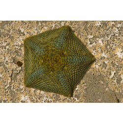 A green Five-armed Cushion Star on a dry rock.
