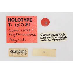 Entomology type specimen labels.