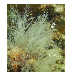 Hydroid colony on reef.