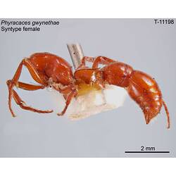 Ant specimen, female, lateral view.