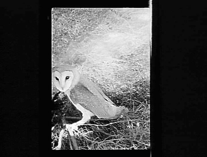 A black and white image of a barn owl on the ground.
