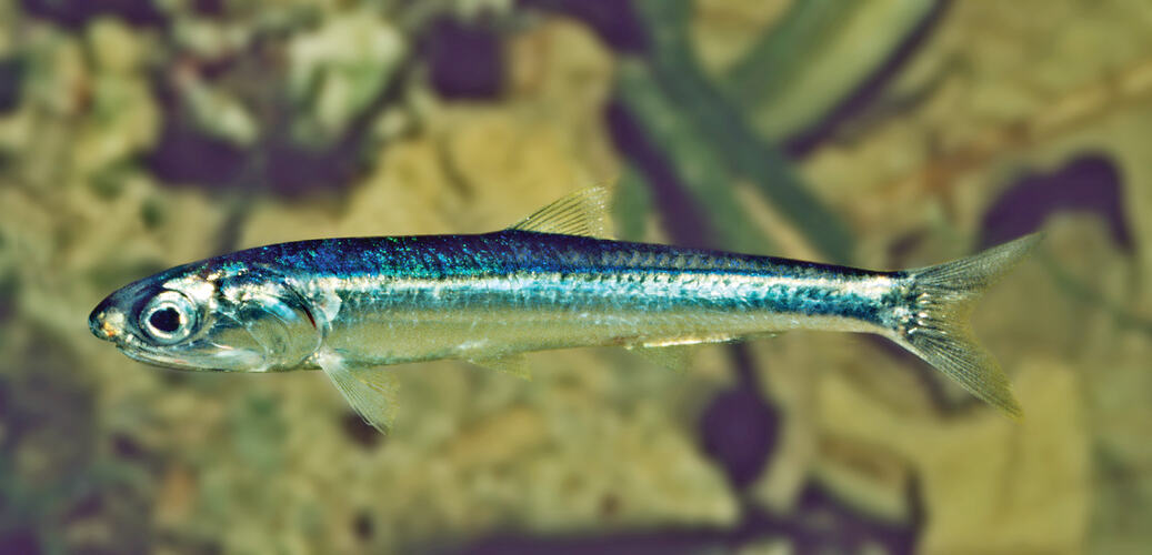 Long narrow silver-coloured fish.