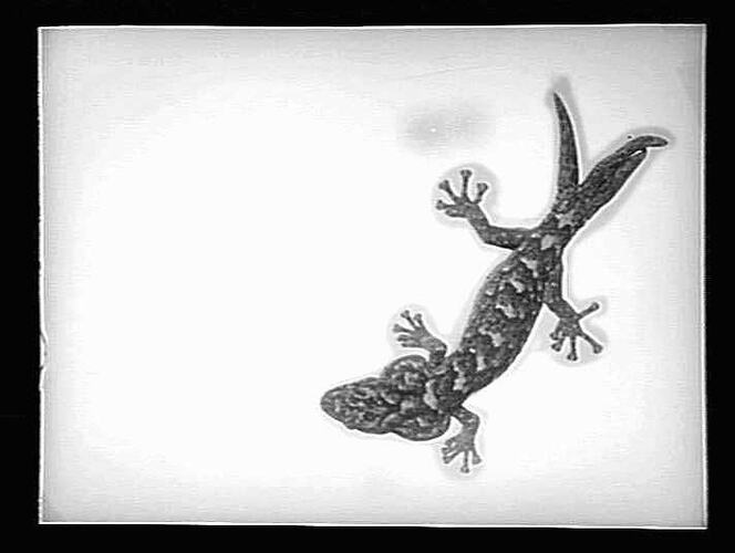 Negative - Glass