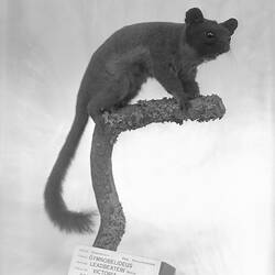 Glass Negative - Leadbeater's Possum, National Museum of Victoria, circa 1900