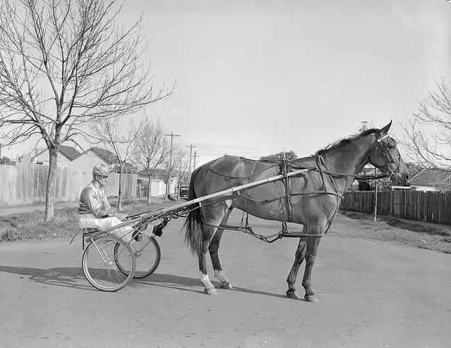 Trotter with Sulky, Melbourne, Victoria, 1950-1960