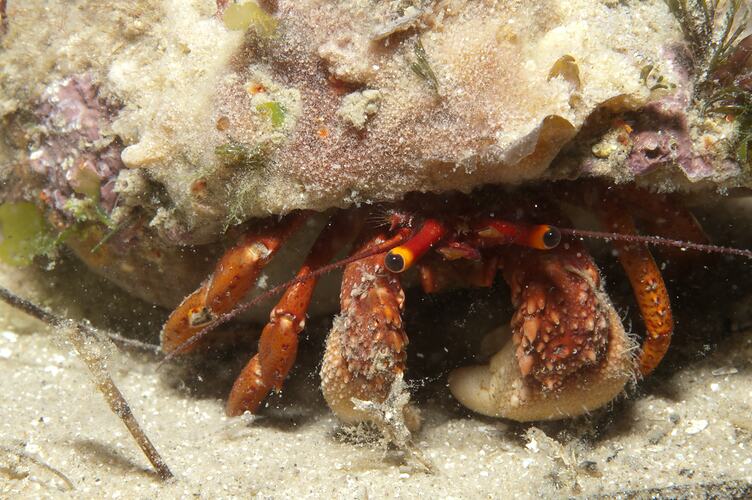 <em>Paguristes frontalis</em>, Common Hermit Crab. St Leonards Jetty, Port Phillip, Victoria.