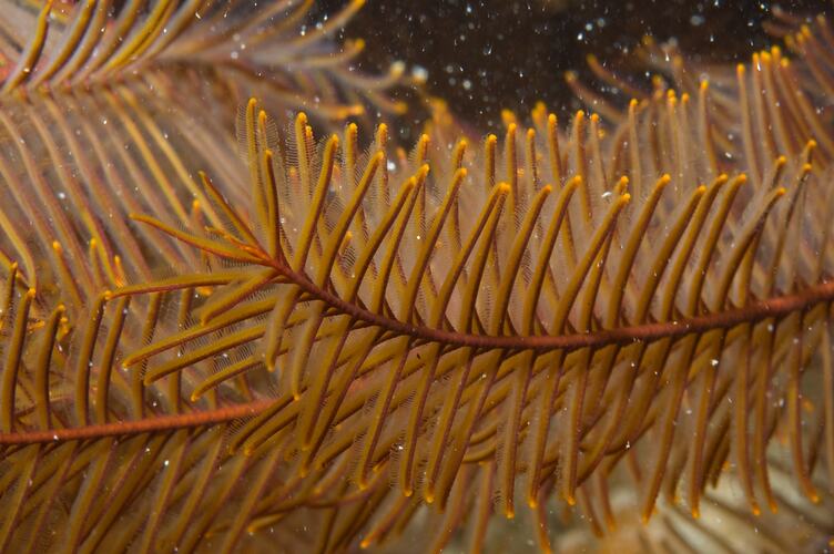 <em>Cenolia trichoptera</em>, Feather Star. Popes Eye, Port Phillip, Victoria.