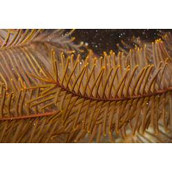 <em>Cenolia trichoptera</em>, Feather Star. Popes Eye, Port Phillip, Victoria.