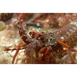 <em>Jasus edwardsii</em>, Southern Rock Lobster. Portsea, Victoria.