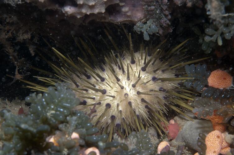 White urchin with black spines.