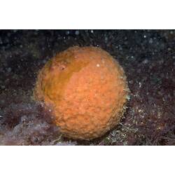 Spherical orange sponge on seabed.