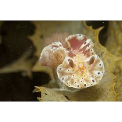 <em>Ceratosoma brevicaudatum</em>, nudibranch. Ricketts Point, Port Phillip, Victoria.