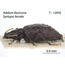 Beetle specimen, lateral view.