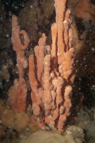 Class Ascidiacea, ascidian. Western Port, Victoria.