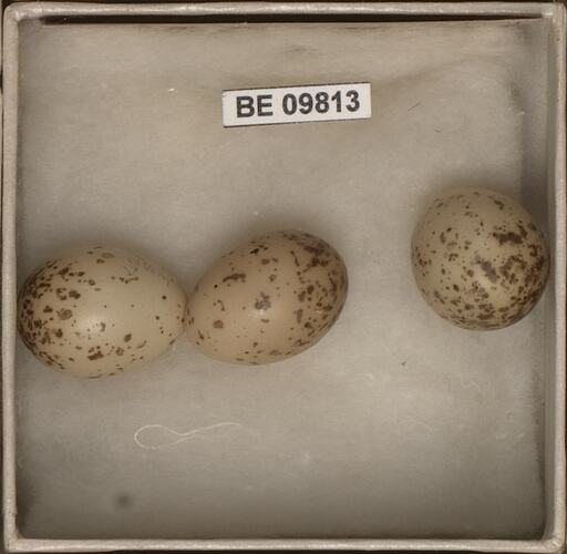 Three bird eggs with labels in box.