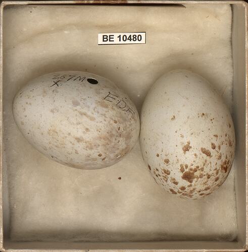 Two bird eggs with labels in box.