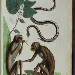 Two monkeys sitting opposite one another on a green background. Above them is a plant and snake depicted on a