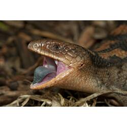 Lizard, mouth open, blue tongue visible.