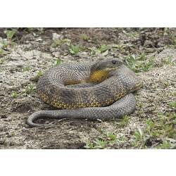 Dark snake on soil, head raised, yellow belly.