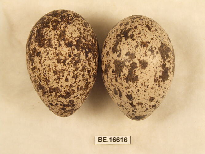 Two bird eggs with specimen label.