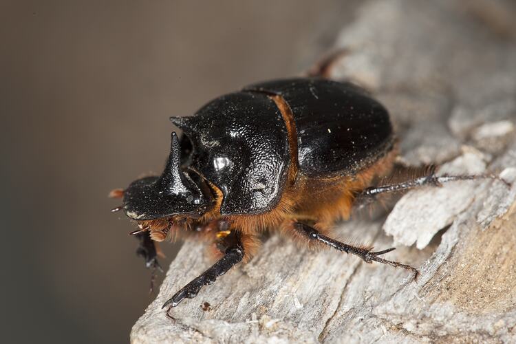 <em>Onthophagus</em> sp., scarab beetle. Grampians National Park, Victoria.