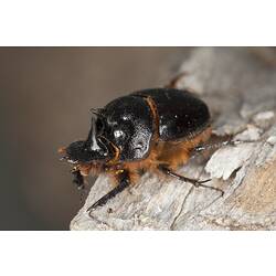 <em>Onthophagus</em> sp., scarab beetle. Grampians National Park, Victoria.