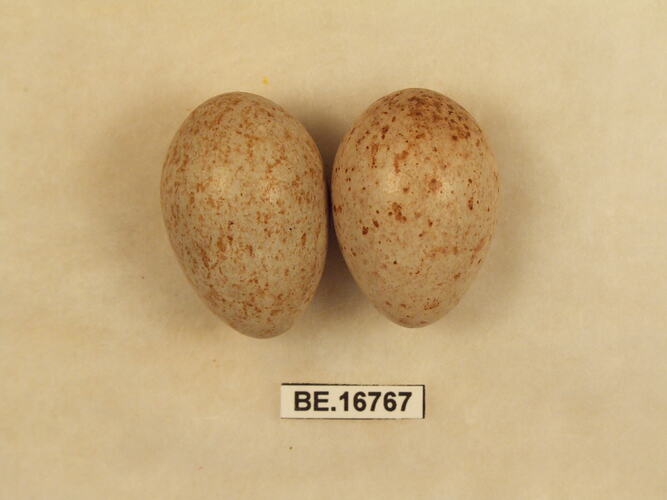 Two bird eggs with specimen label.