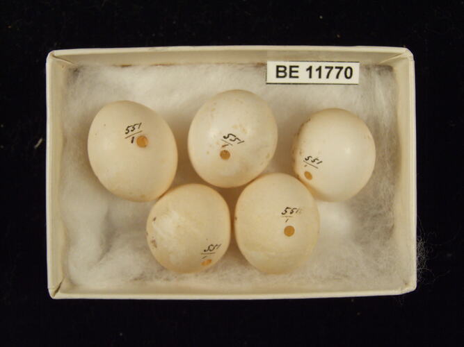 Five bird eggs with specimen label in box.