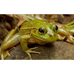 Green frog with whitish line and brown marks.