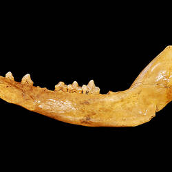 Jaw of fossil mammal in side view.