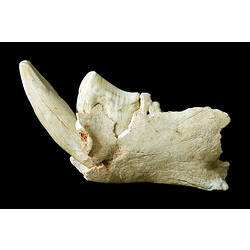 Fossil jaw bone fragment with large bladed tooth and long pointed tooth.