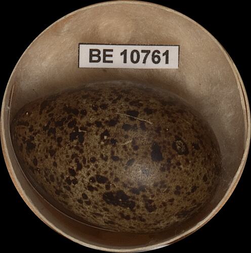 Bird egg with specimen label in round box.