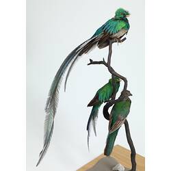 Three iridescent green and blue bird specimens on branch.