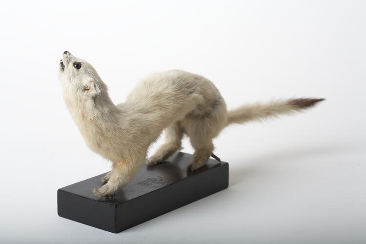 Taxidermied mammal specimen mounted with its head looking upward.