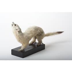 Taxidermied mammal specimen mounted with its head looking upward.