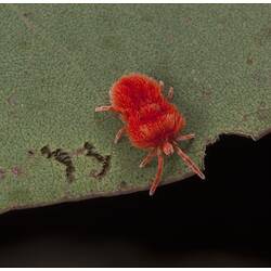 Fluffy red mite on edge of leaf.