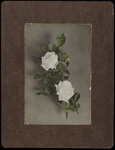 Still life of white rose flowers.