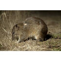 Side view of bandicoot beside tall grass.