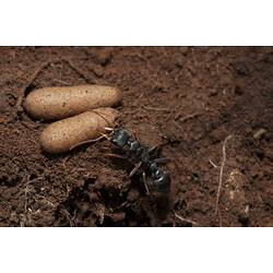 Black ant beside two creamy brown pupae.