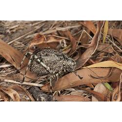 <em>Acripeza reticulata</em>, Mountain Katydid. Budj Bim Cultural Heritage Landscape, Victoria.