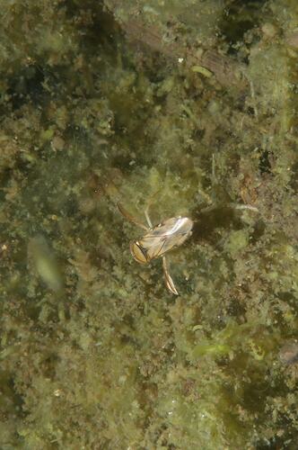 Family Corixidae, water boatman. Budj Bim Cultural Heritage Landscape, Victoria.