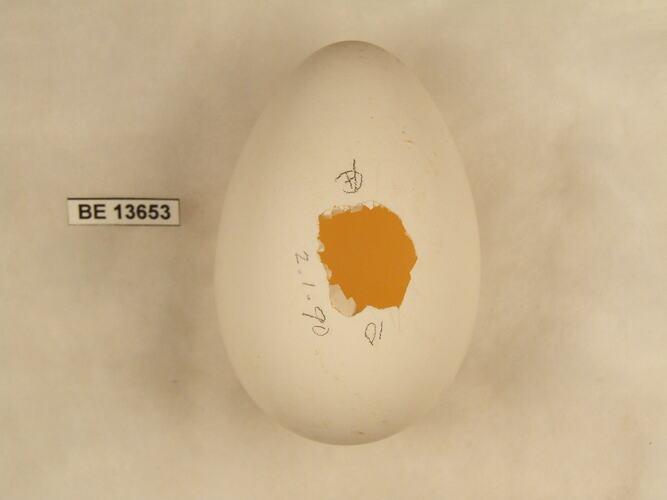 Bird egg with specimen label.