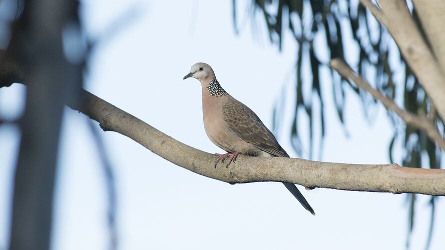 Spotted dove on branch.