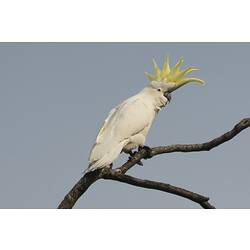 Cockatoo with yellow crest erect sitting on branch.