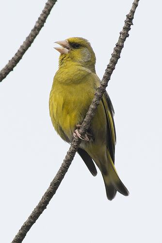 Green bird with beak open on draped branch.