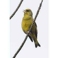 Green bird with beak open on draped branch.