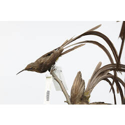 Taxidermied bird mounted on branch viewed from side.