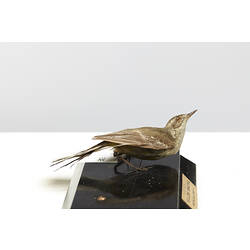 Side view of taxidermied bird specimen with labels.