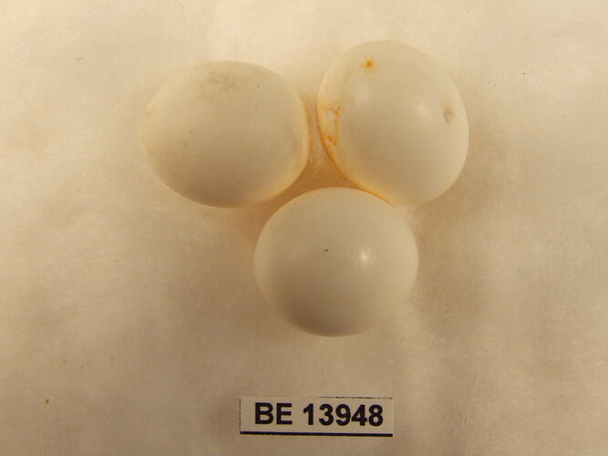 Three bird eggs with specimen label.